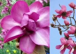 Magnolia loebneri Campbellii / Rózsaszín liliomfa